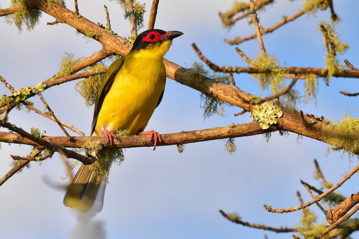 Feigenpirol - ML644685278