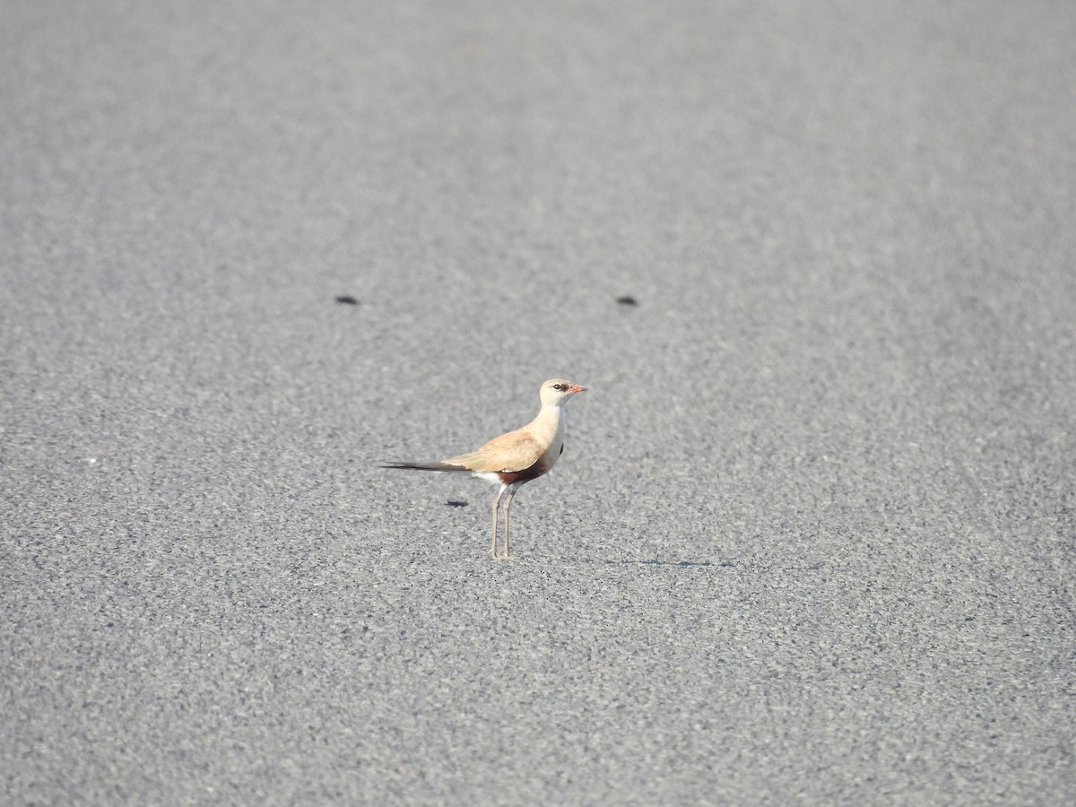 Stelzenbrachschwalbe - ML644685283