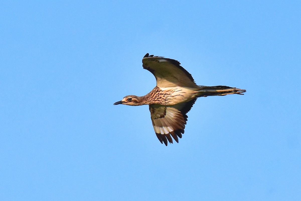 Langschwanztriel - ML644685286