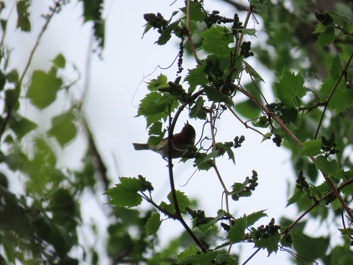 Braunkehl-Waldsänger - ML644685287