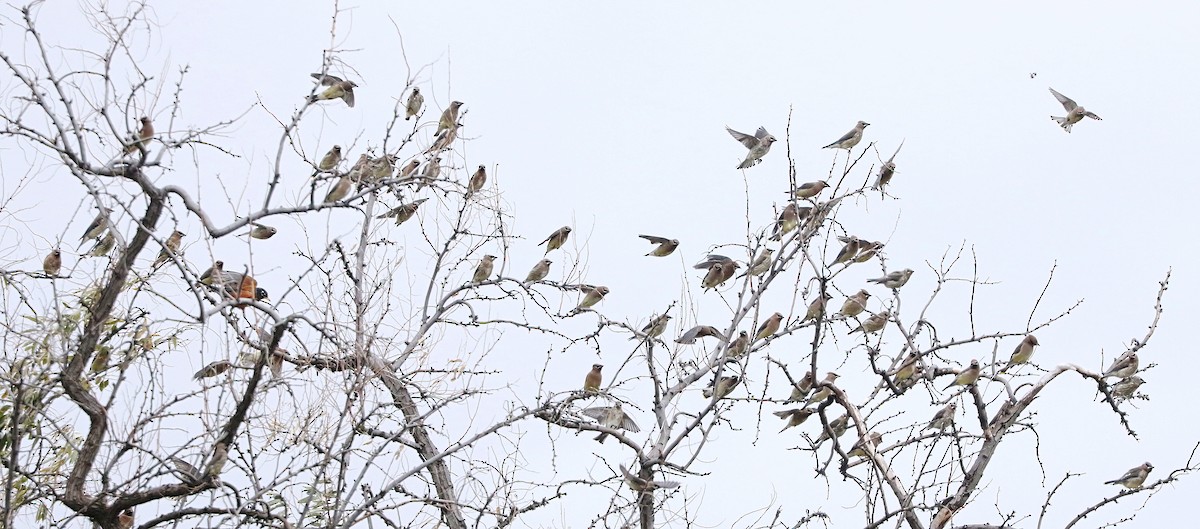 Zedernseidenschwanz - ML644685289