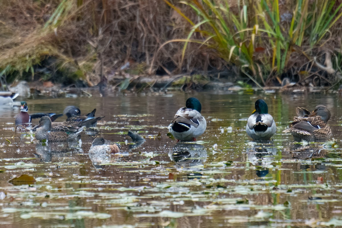 Stockente - ML644685290