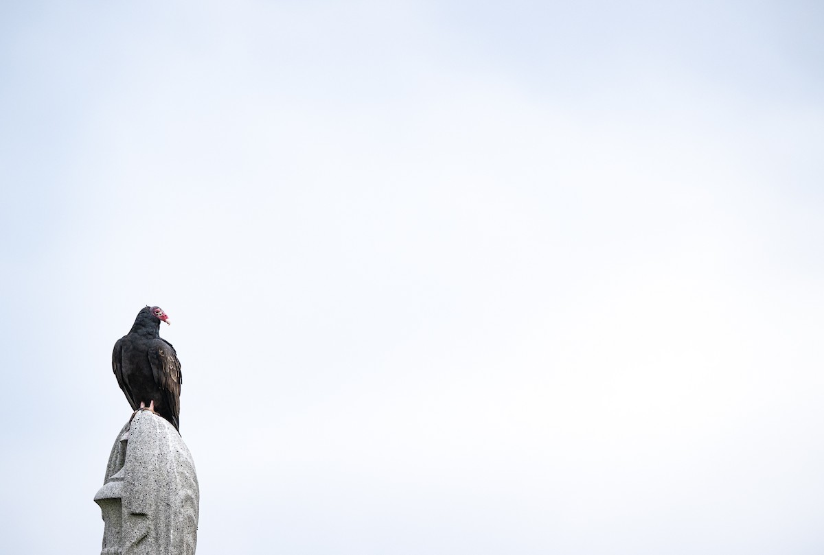 Truthahngeier - ML644685291