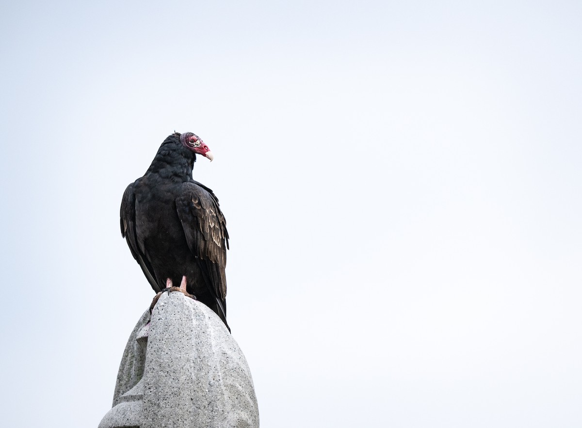 Truthahngeier - ML644685292