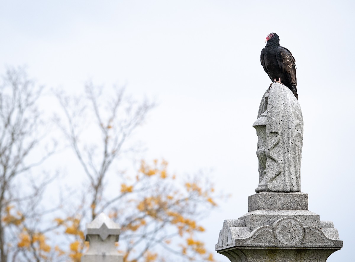 Truthahngeier - ML644685293