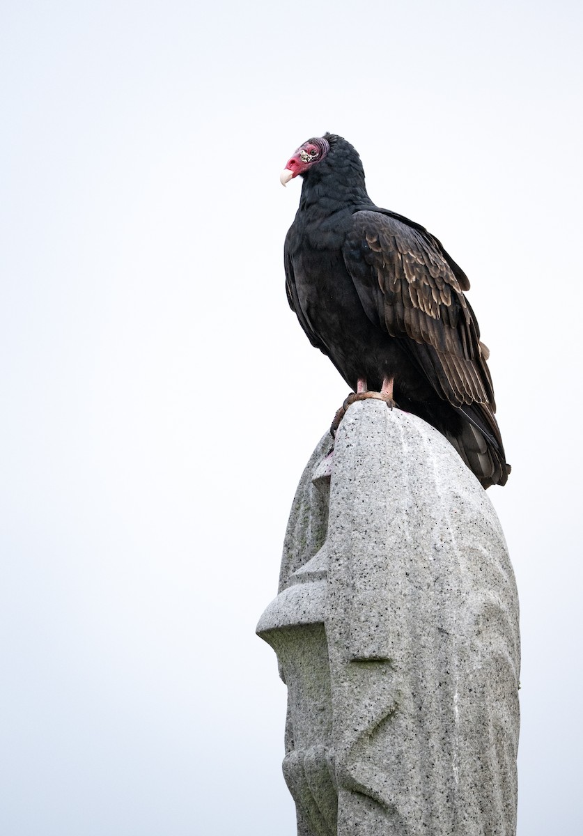 Truthahngeier - ML644685294