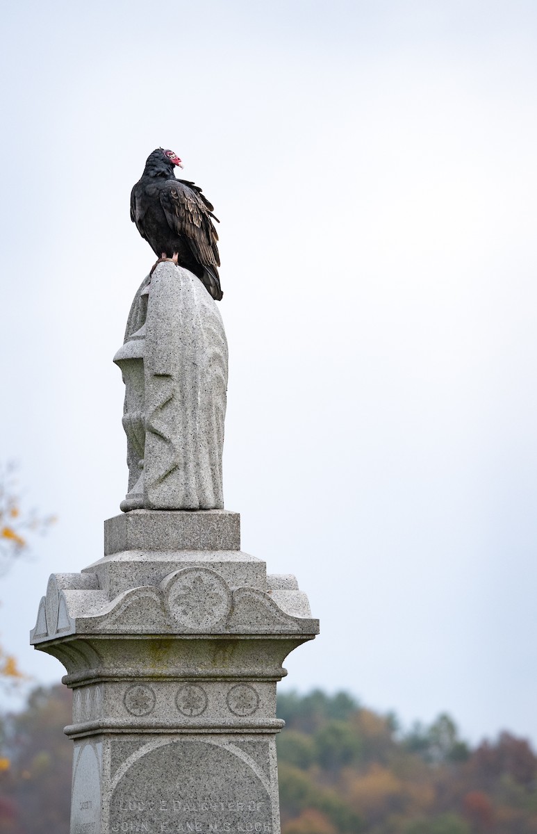 Truthahngeier - ML644685295