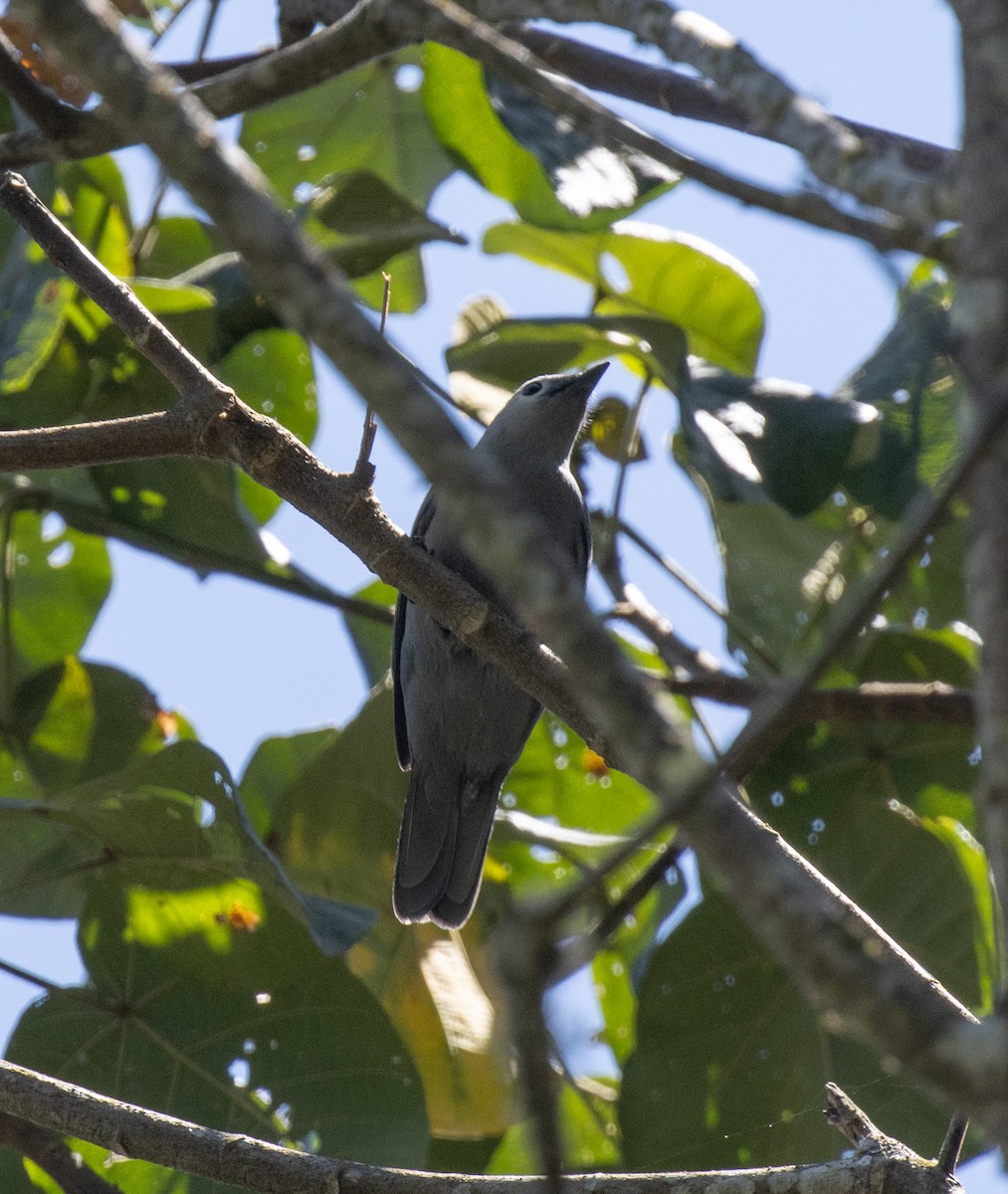 Waldraupenfänger - ML644685296