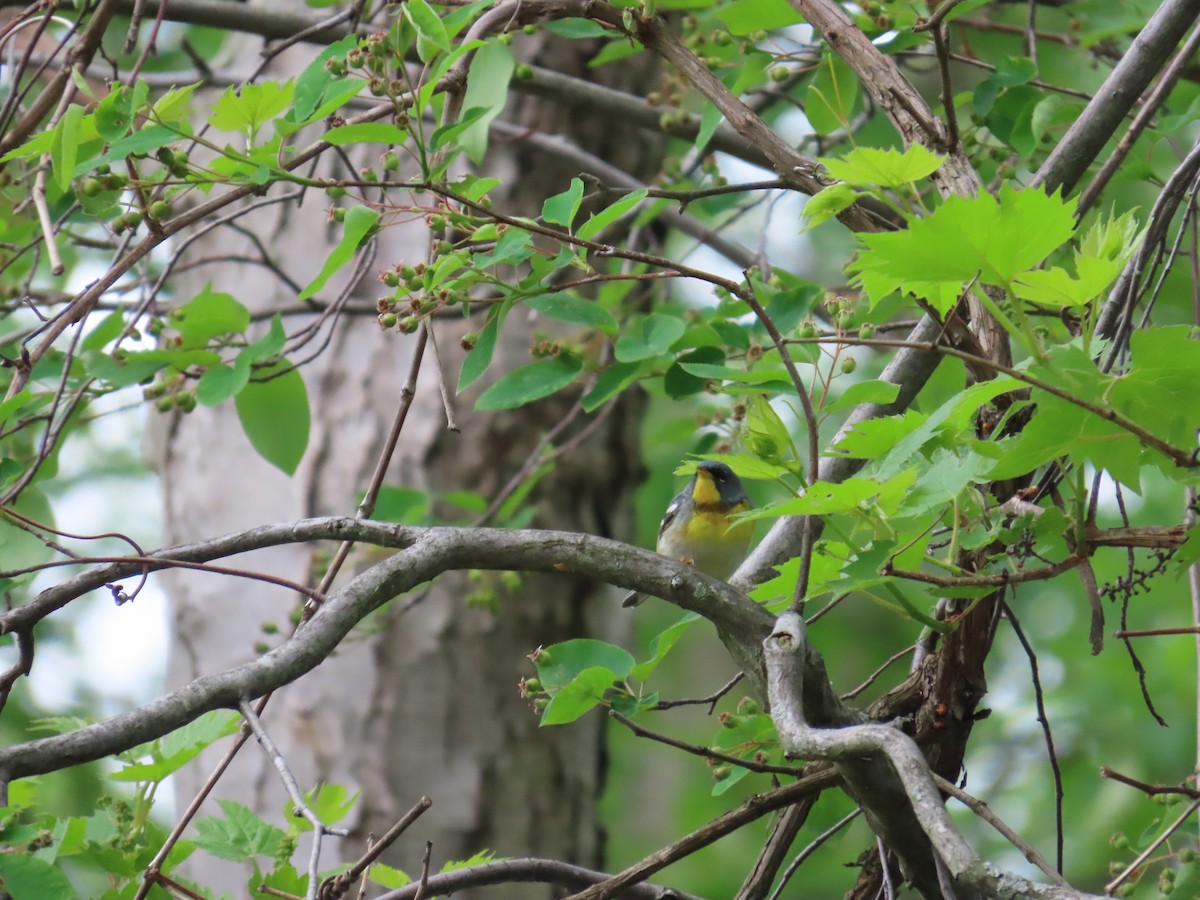 Meisenwaldsänger - ML644685297