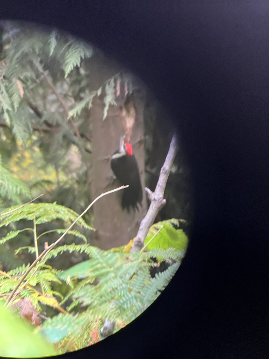 Helmspecht - ML644685298