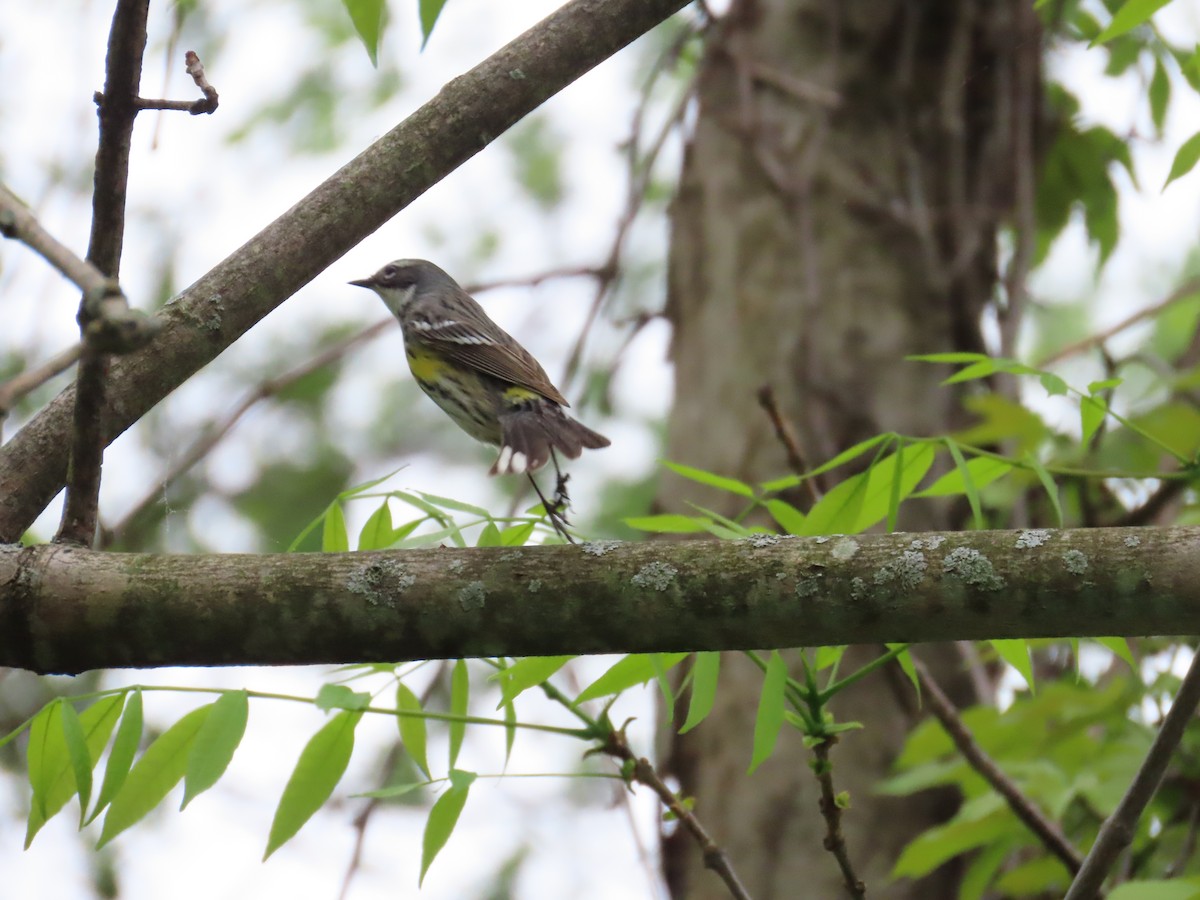 Kronenwaldsänger - ML644685299