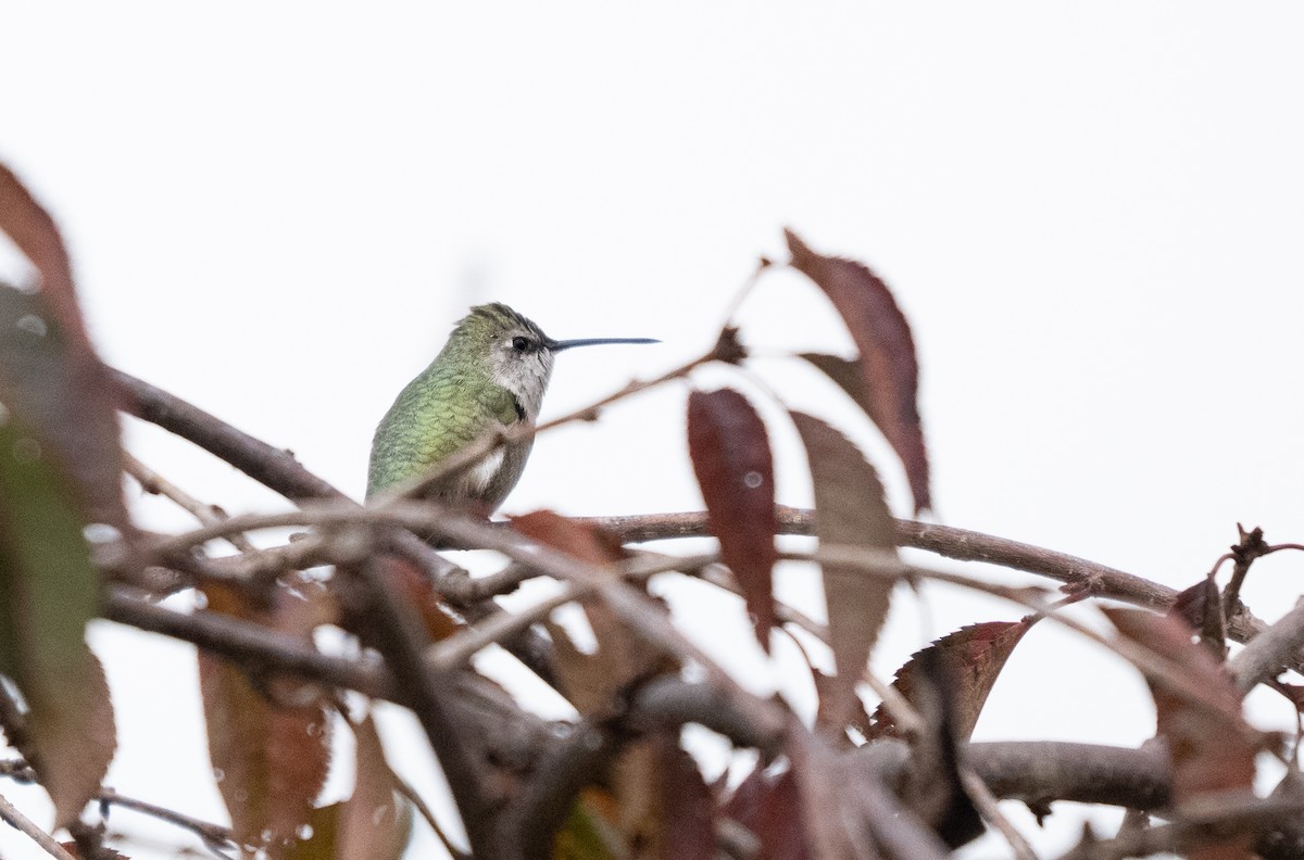 Schwarzkinnkolibri - ML644685301