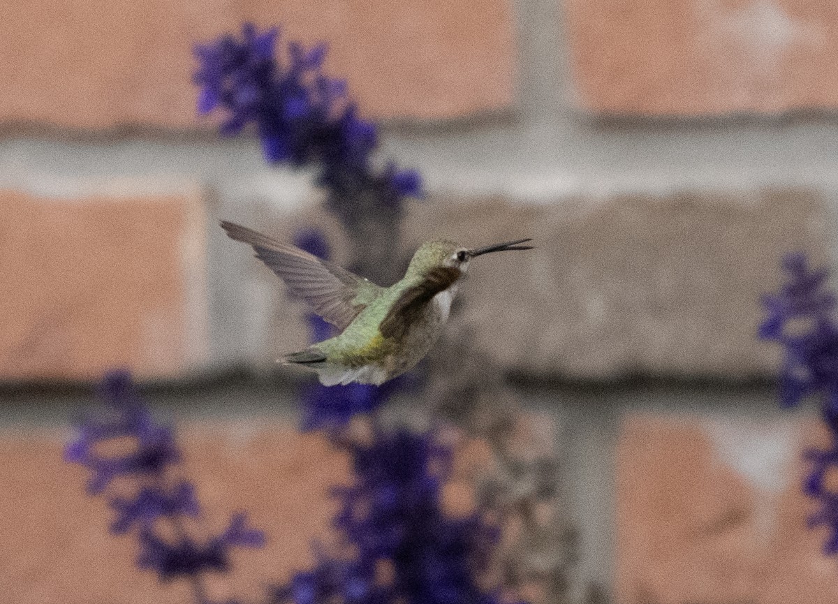 Schwarzkinnkolibri - ML644685302