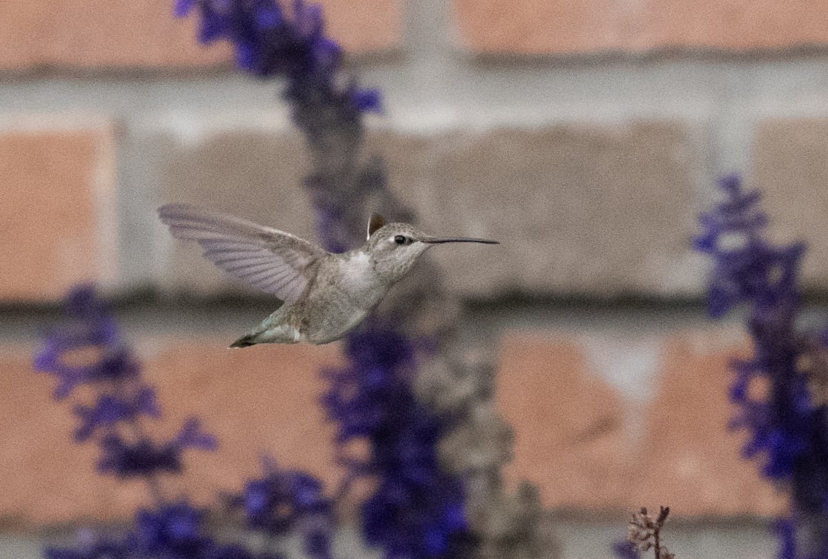 Schwarzkinnkolibri - ML644685303