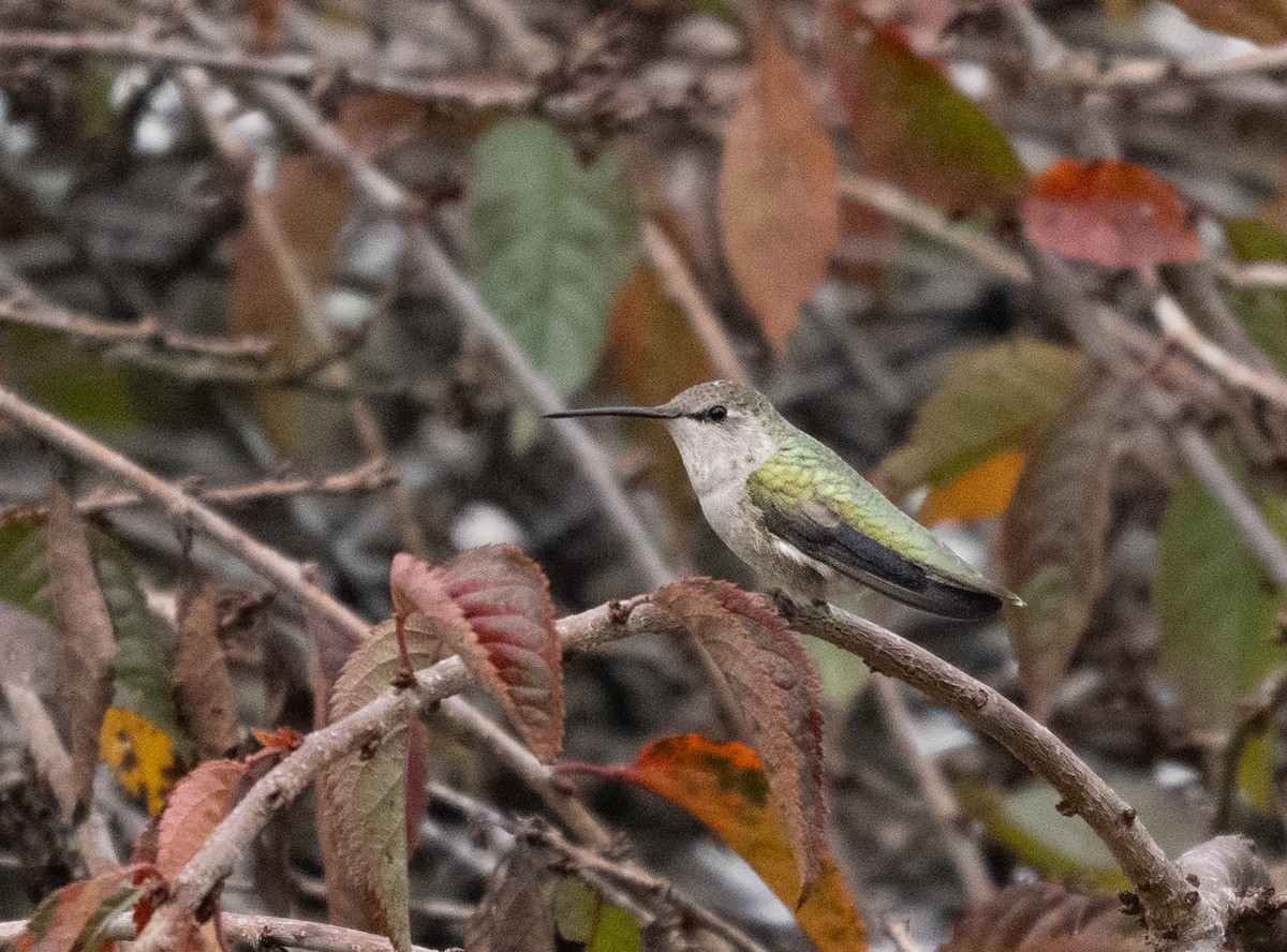 Schwarzkinnkolibri - ML644685304