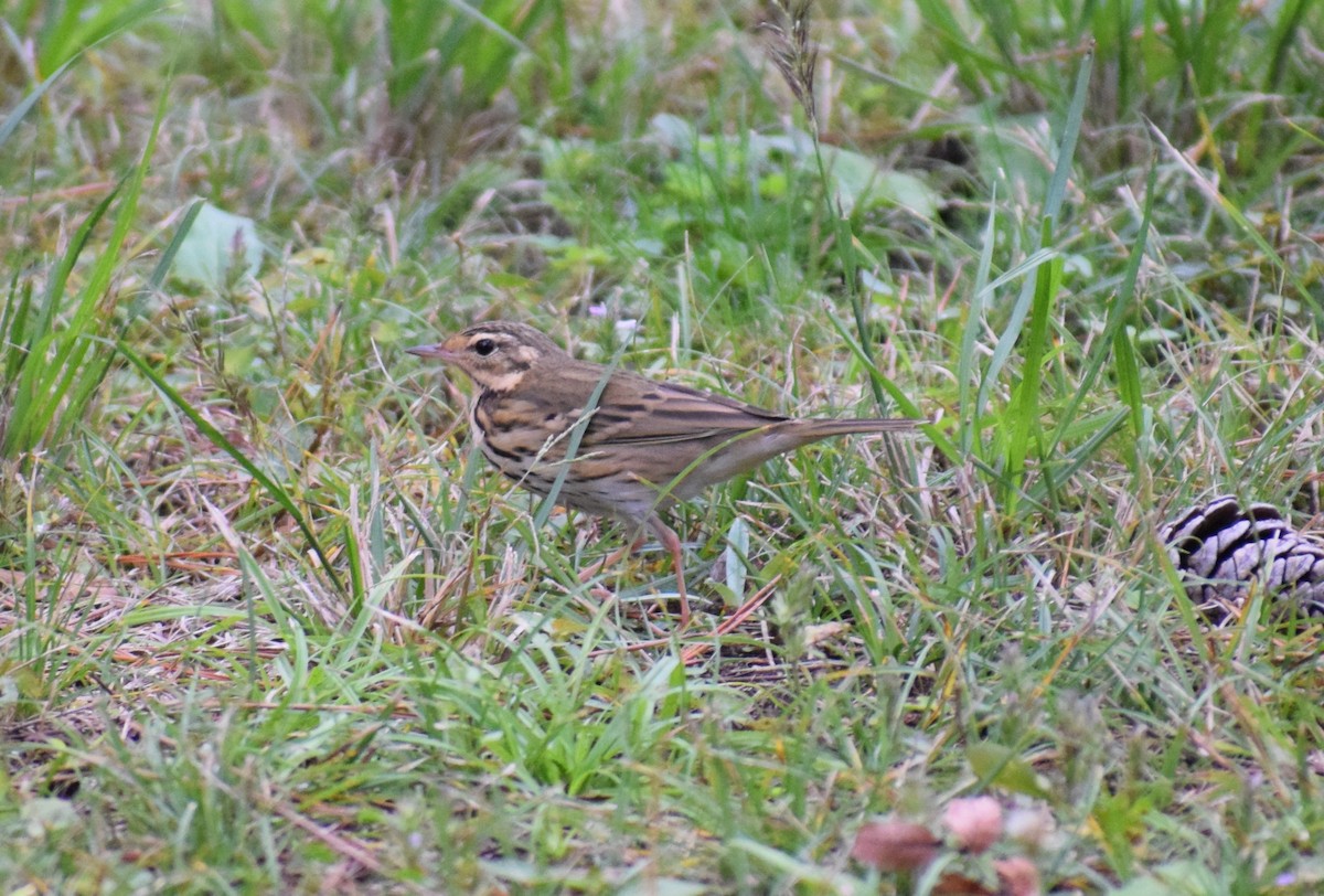 Waldpieper - ML644685305