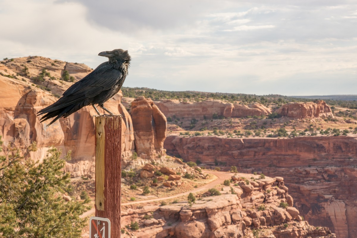 Kolkrabe - ML644685306