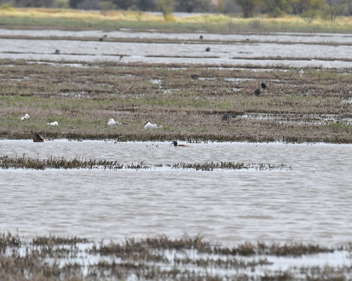 Bindenruderente - ML644685307