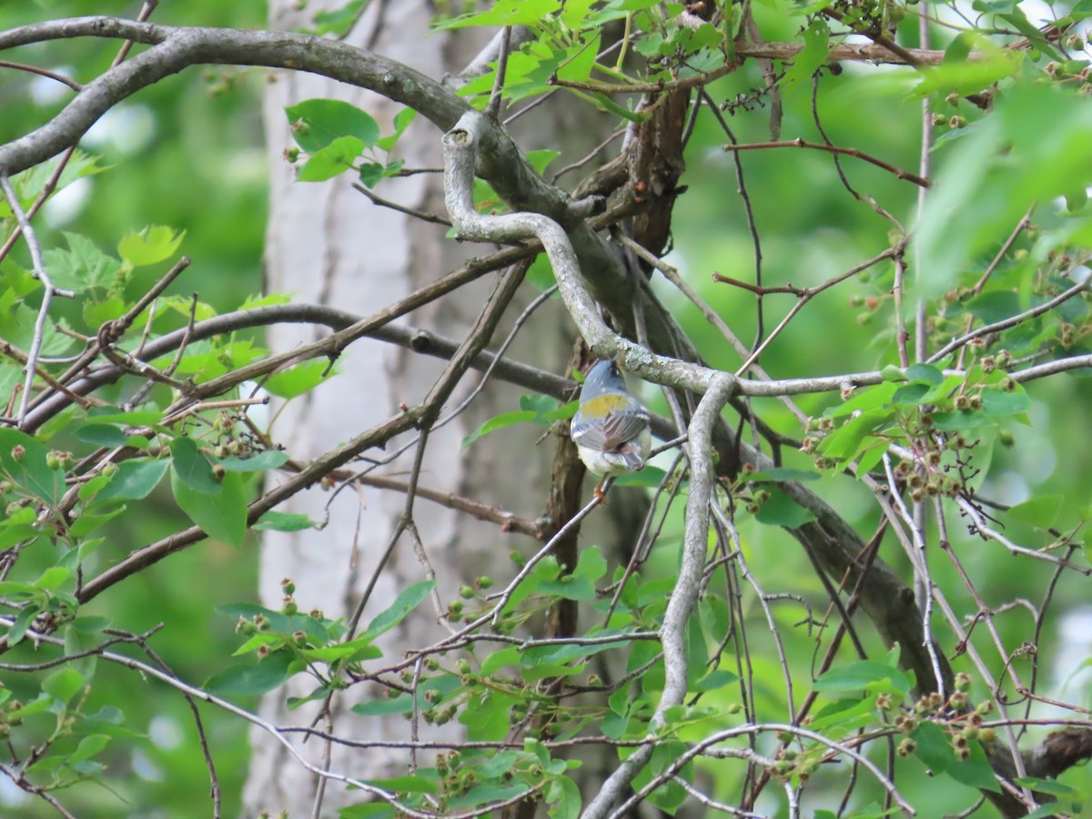 Northern Parula - ML644685308