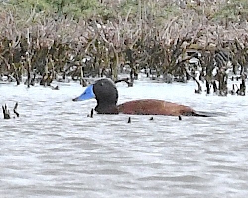 Bindenruderente - ML644685309