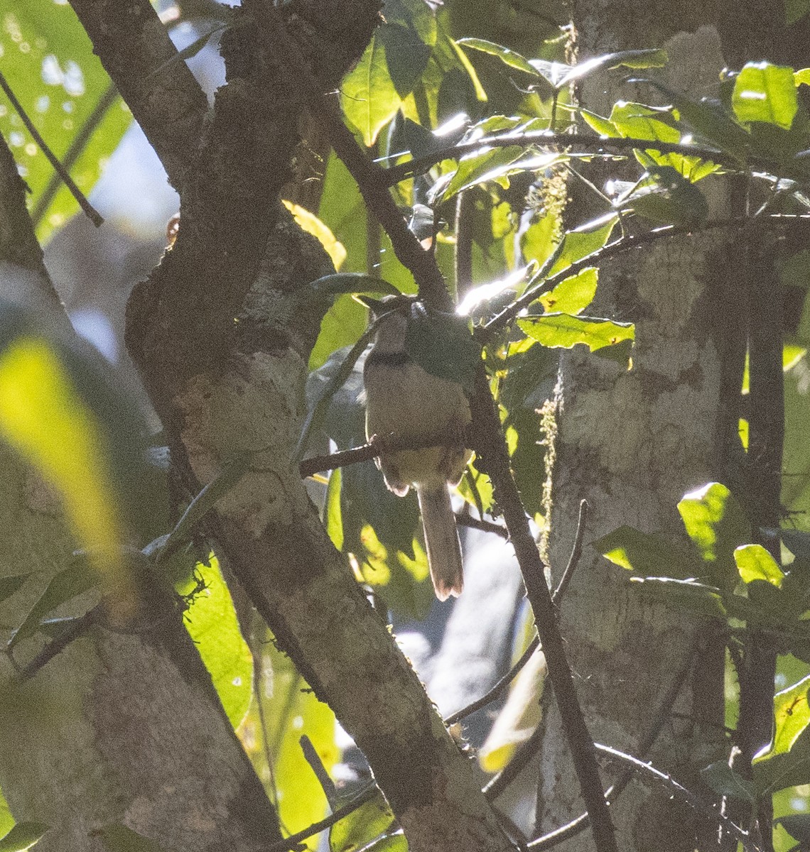 Halsband-Feinsänger - ML644685310