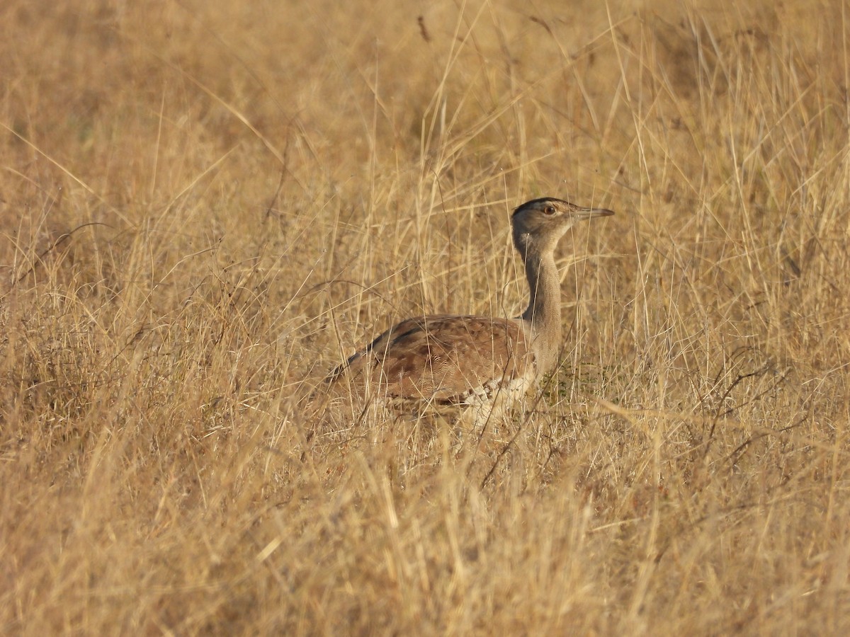 Wammentrappe - ML644685311