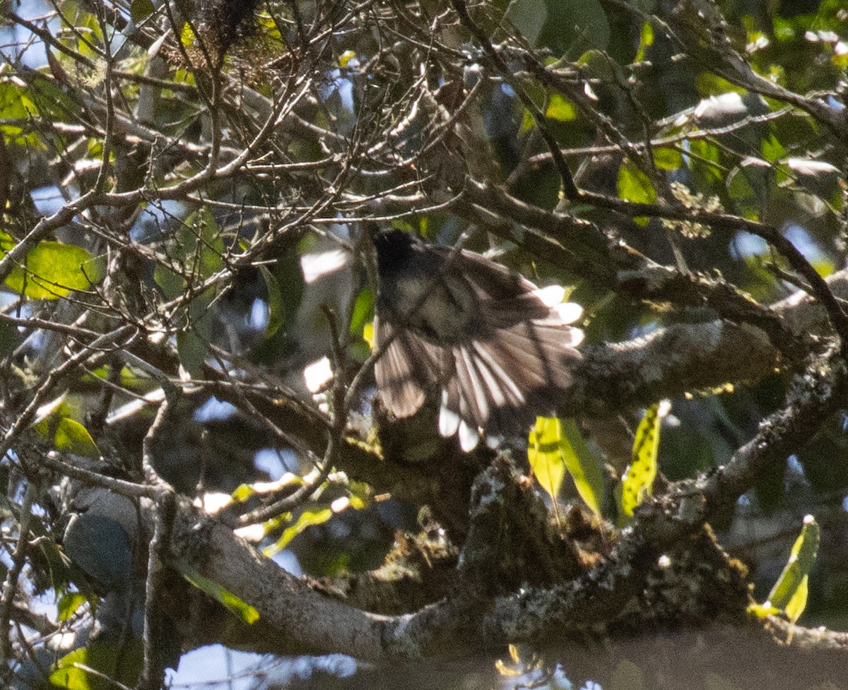 Berghaubenschnäpper - ML644685313