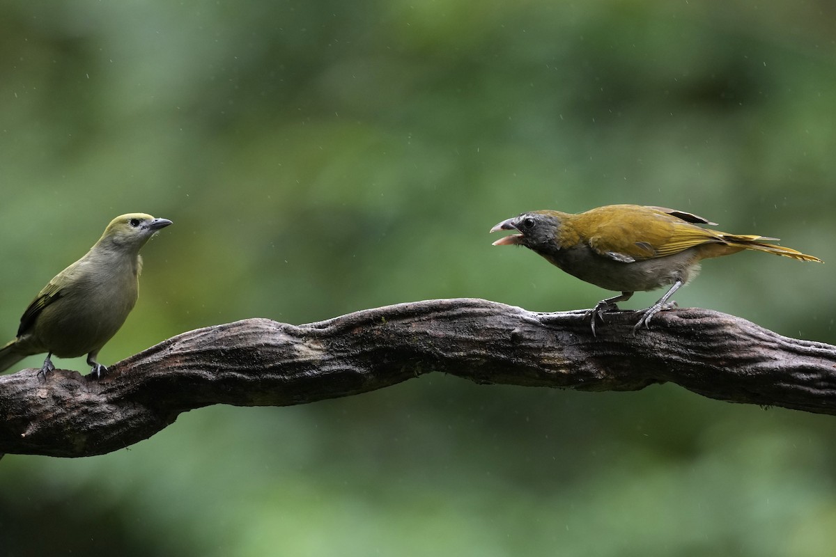 Buntkehlsaltator - ML644685314