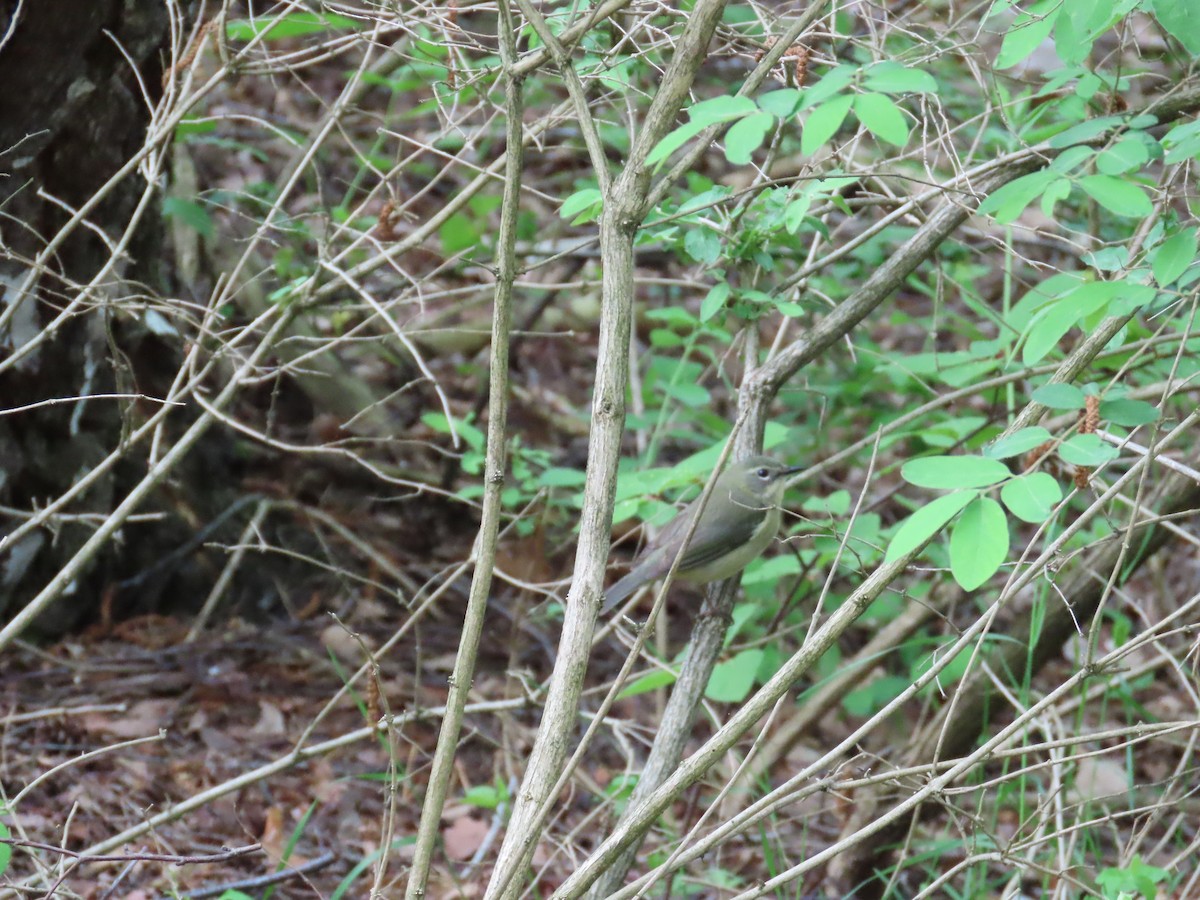 Black-throated Blue Warbler - ML644685316