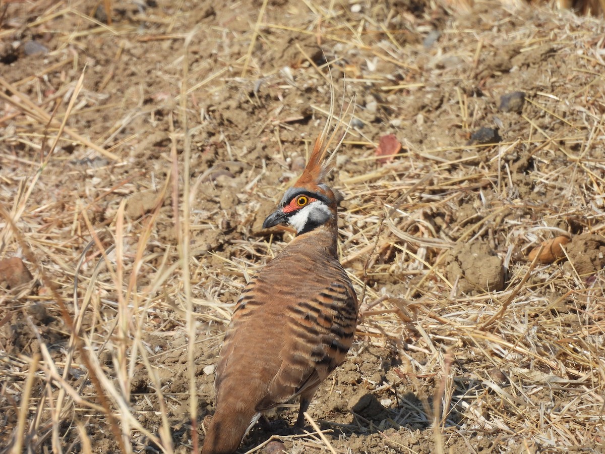 Острохохлый бронзовокрыл - ML644685317