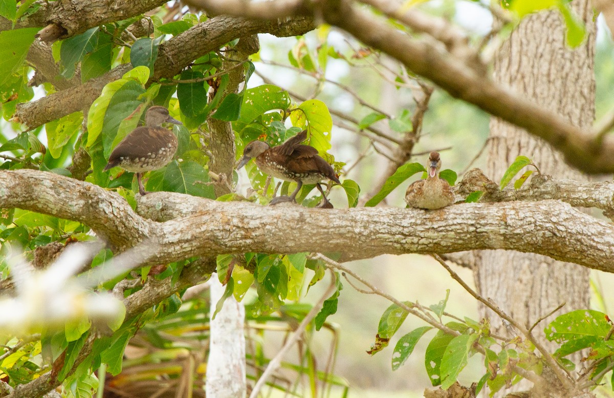 Zuhaitz-ahate pikarta - ML644685319