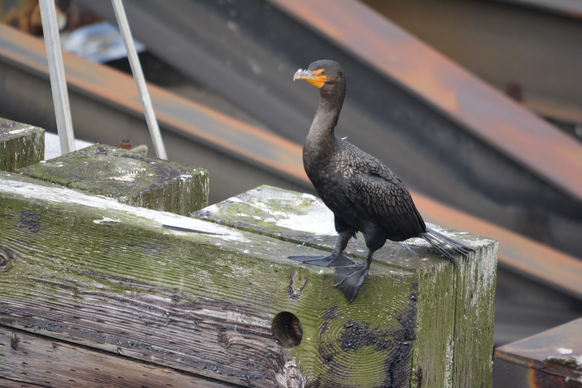 Cormoran à aigrettes - ML644685323