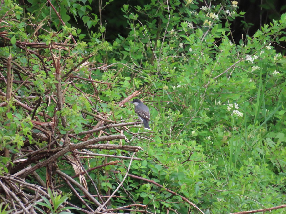 Göçmen Tiran - ML644685324