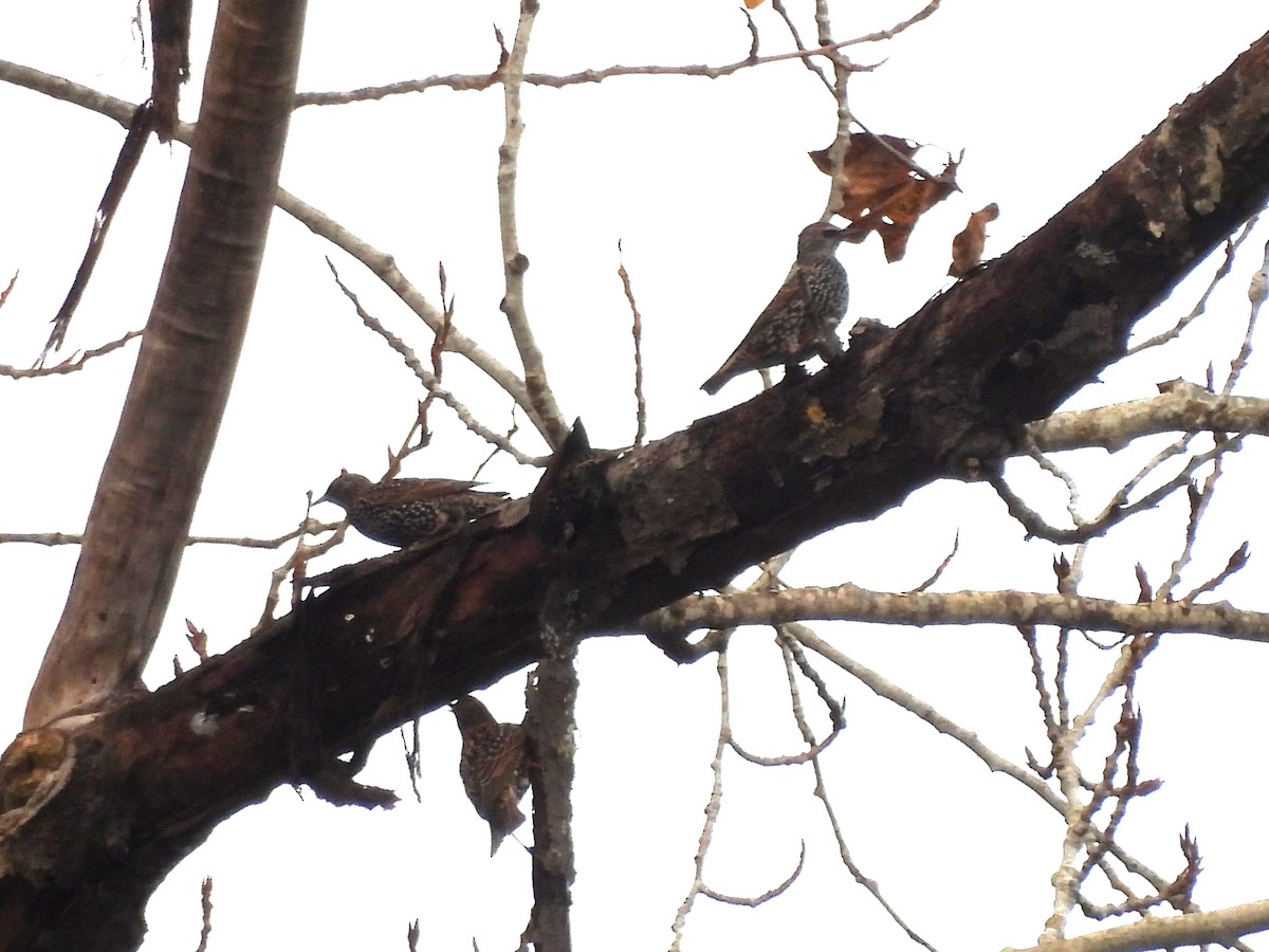 Шпак звичайний - ML644685331