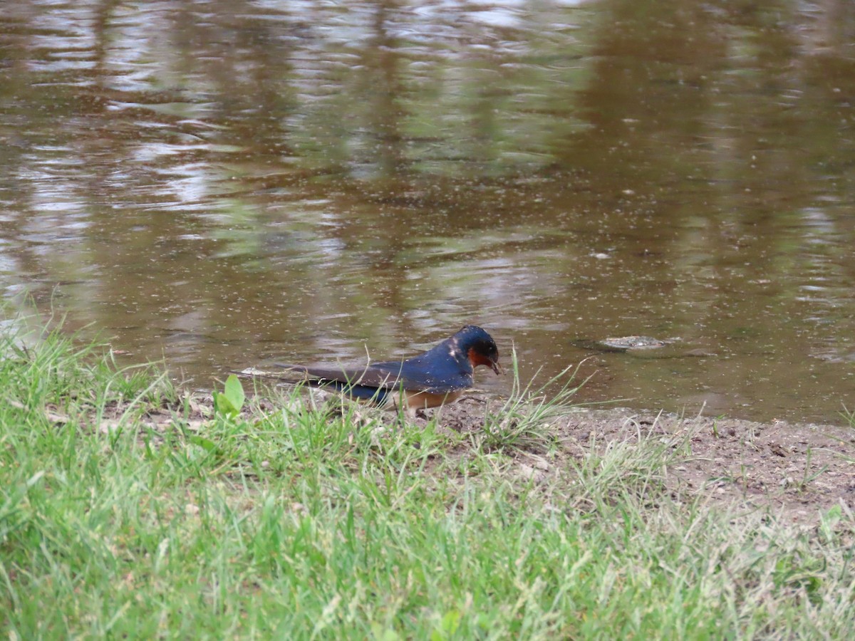 Kır Kırlangıcı - ML644685332