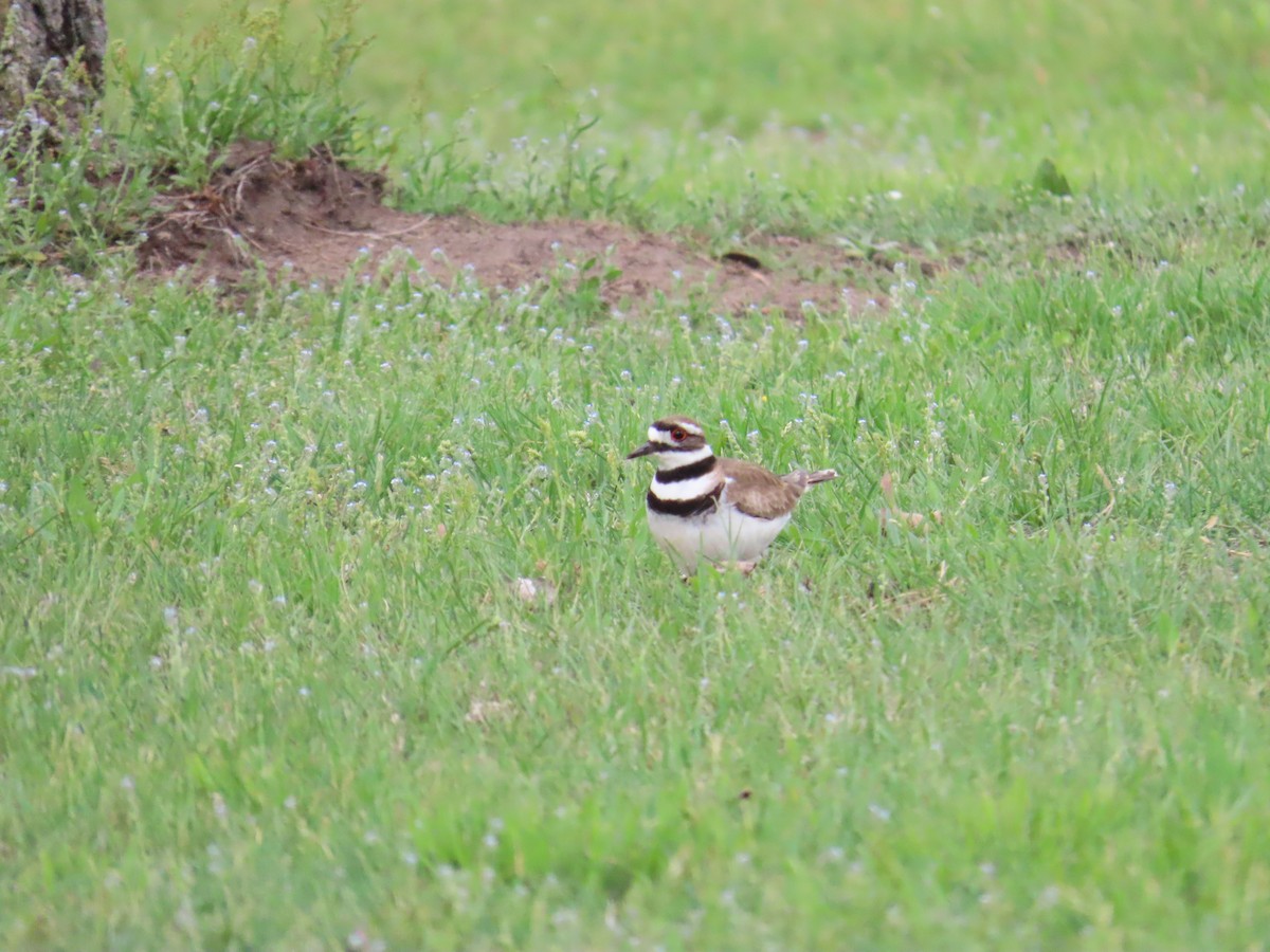 Çayır Cılıbıtı - ML644685340