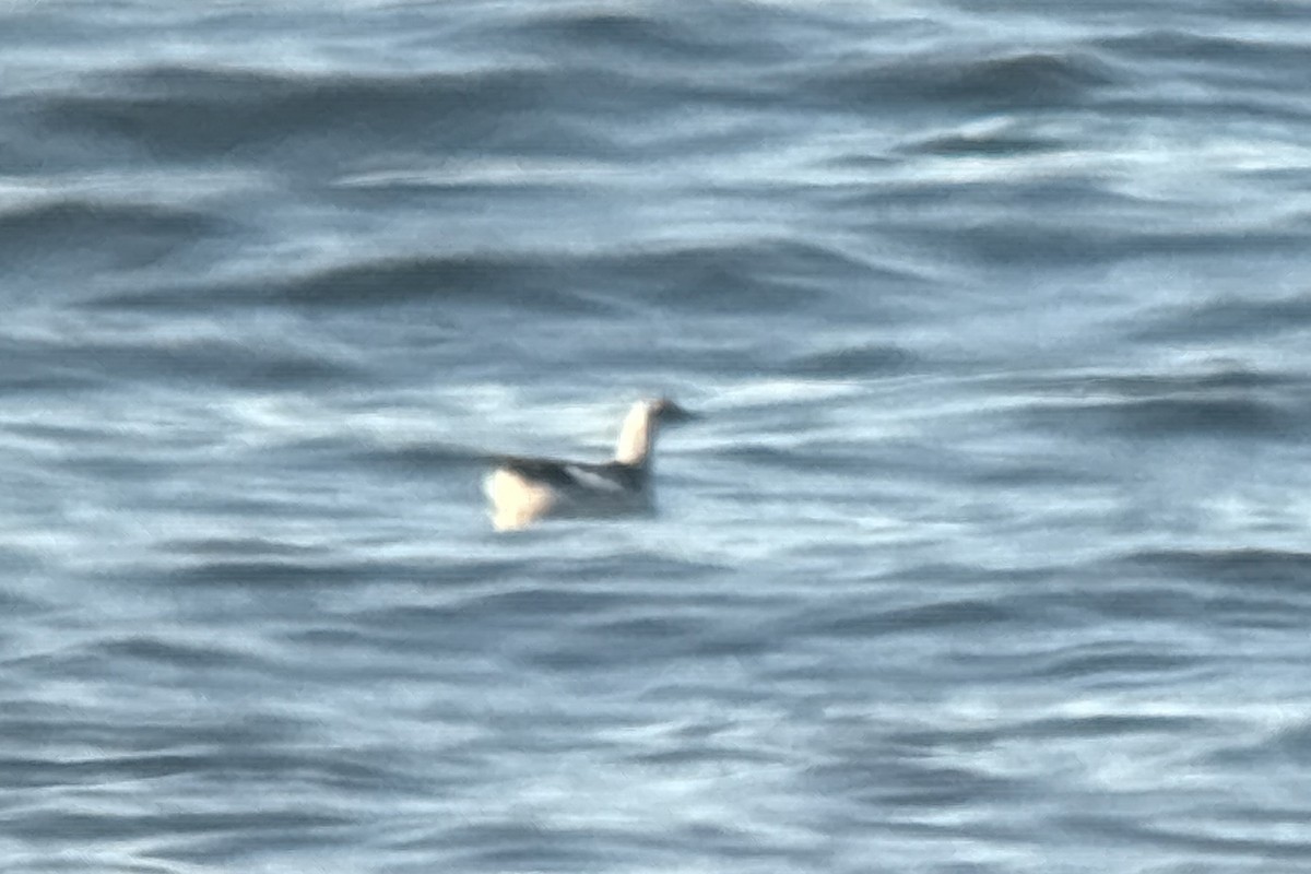 Black Guillemot - ML644685350