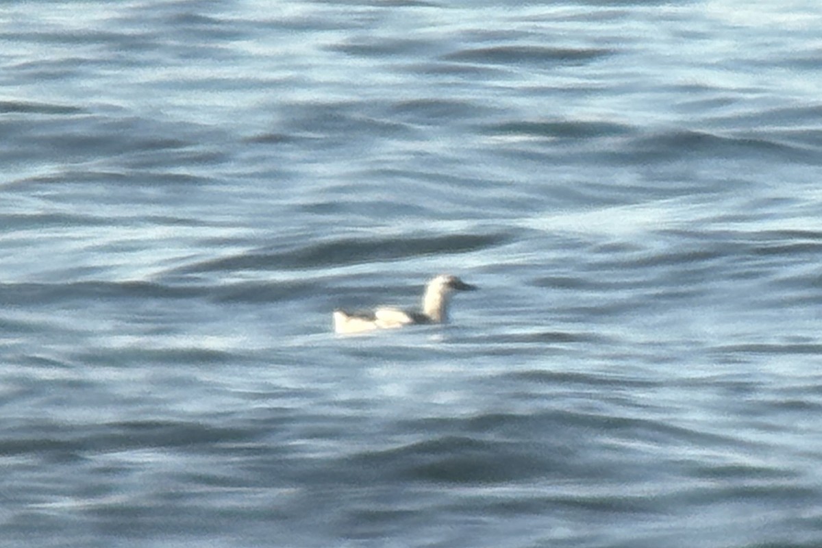 Black Guillemot - ML644685351