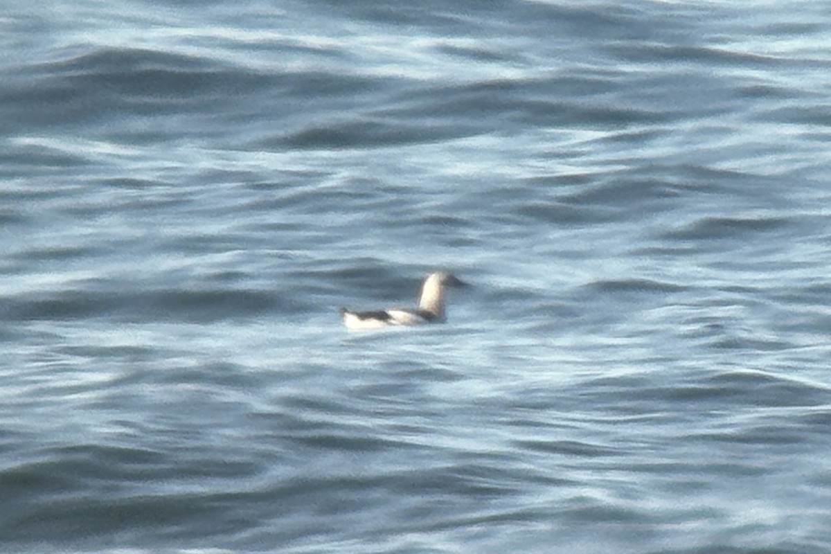 Black Guillemot - ML644685352