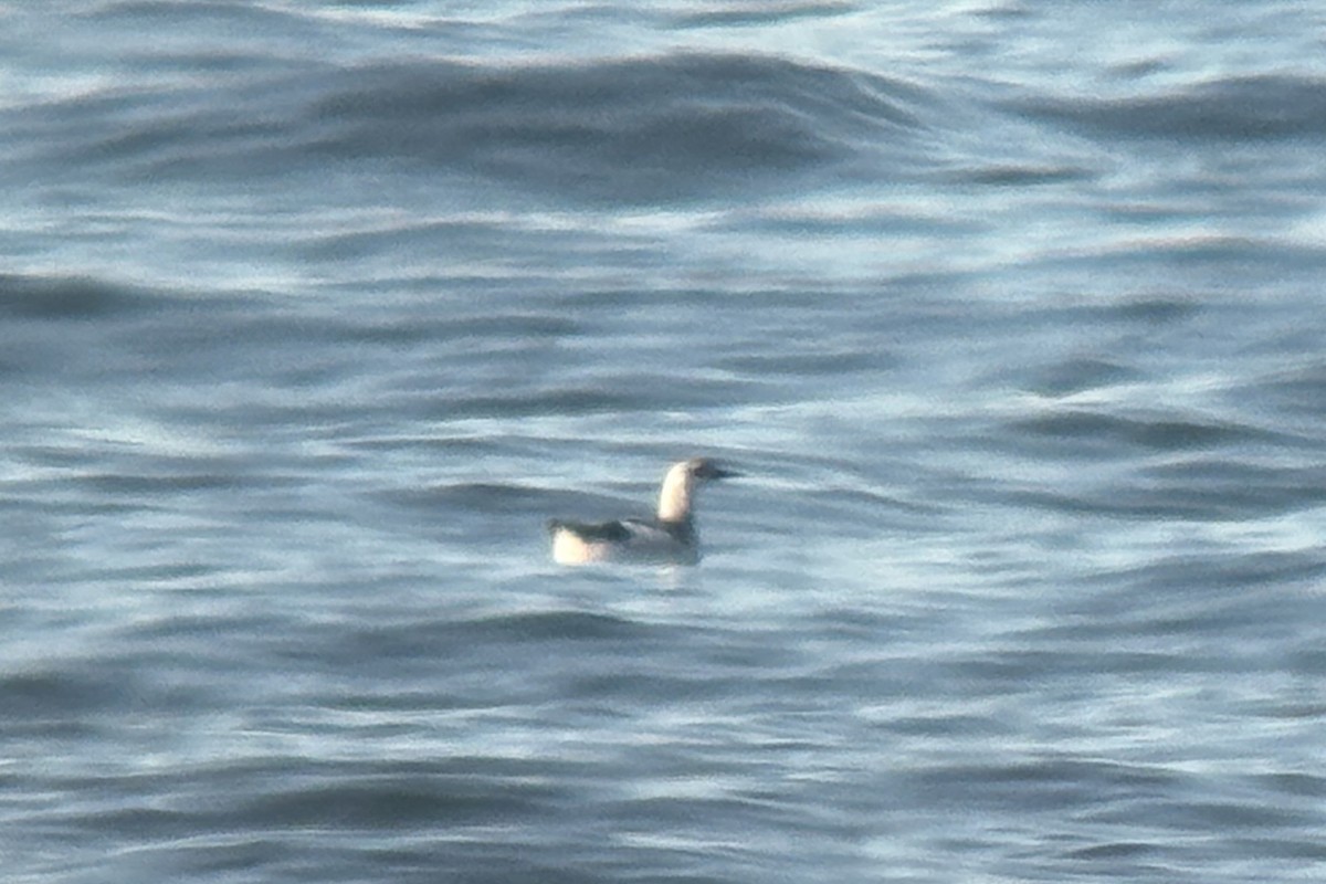 Black Guillemot - ML644685353
