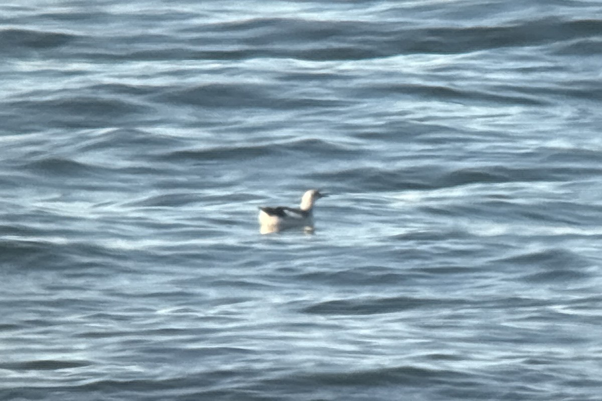 Black Guillemot - ML644685354