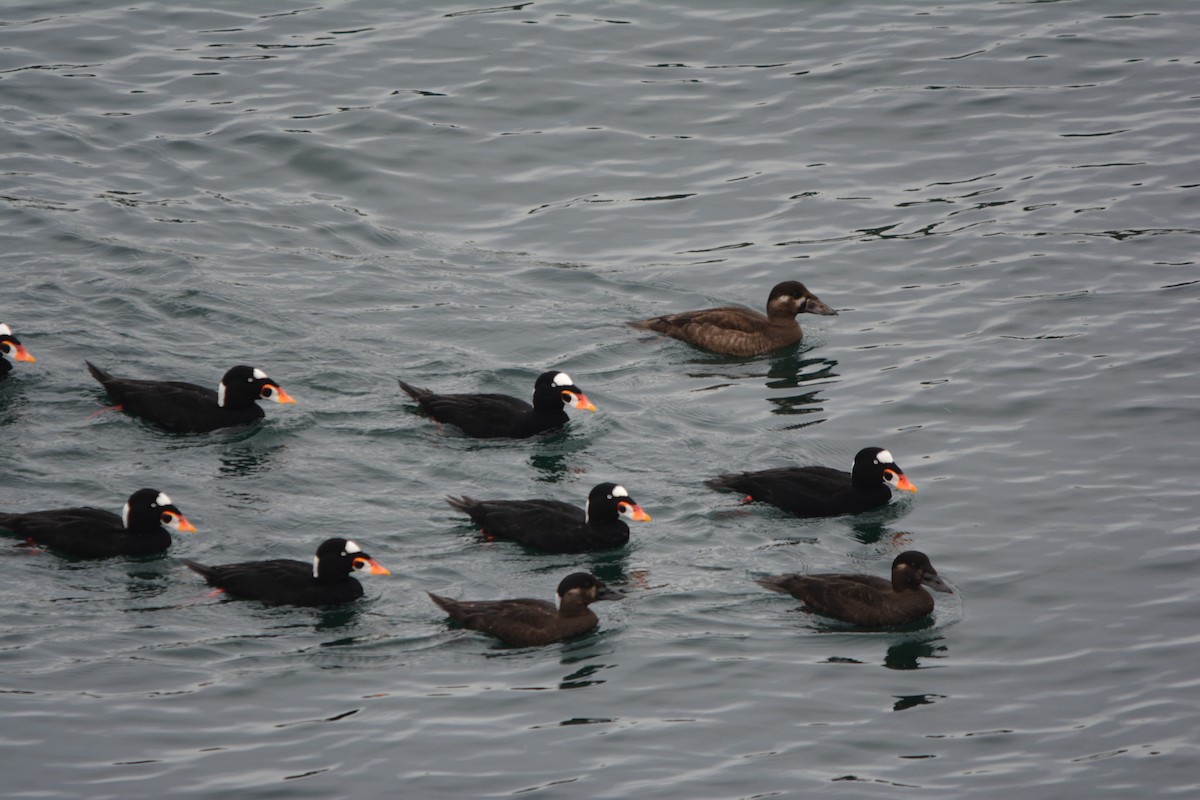 Surf Scoter - ML644685355