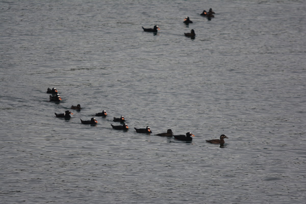 Surf Scoter - ML644685356