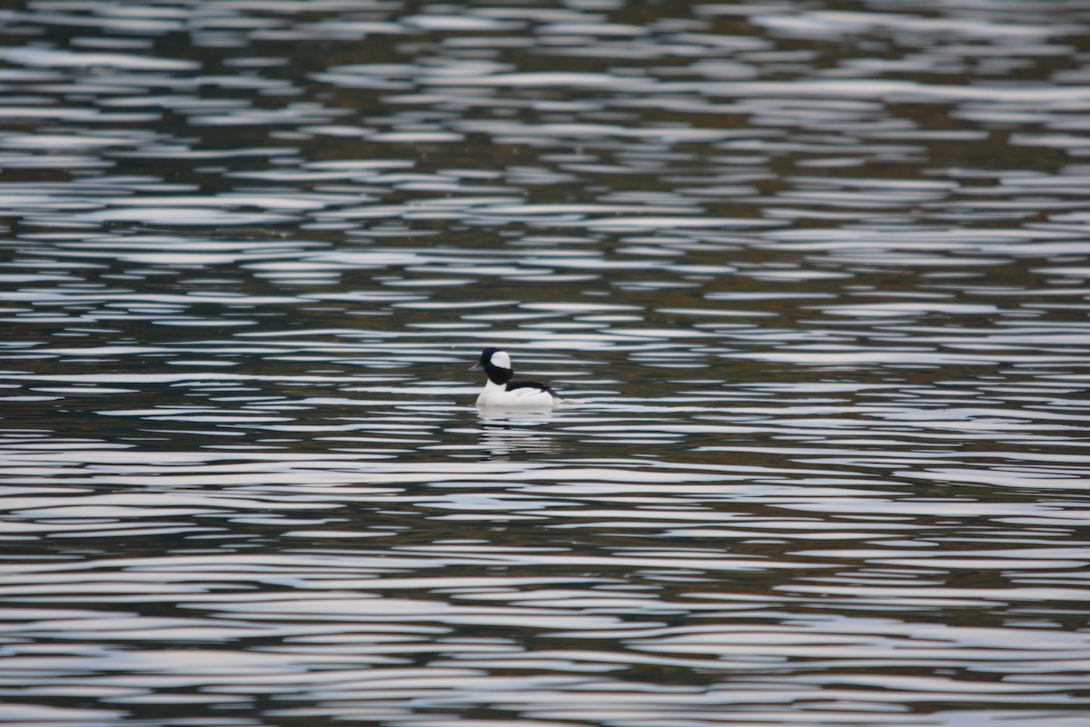 Гоголь-головастик - ML644685357