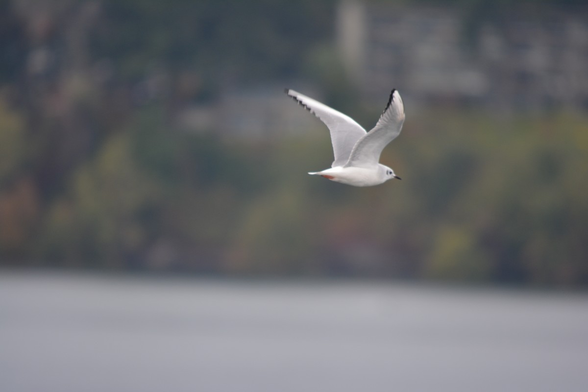 Küçük Karabaş Martı - ML644685359