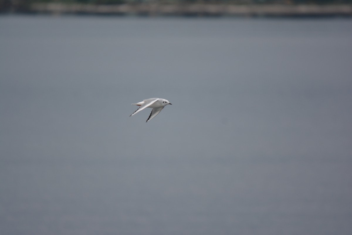 Küçük Karabaş Martı - ML644685360