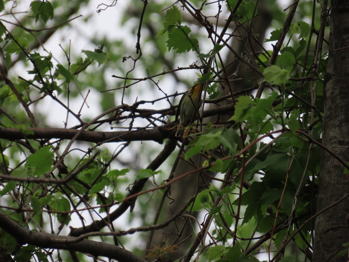 Turuncu Boğazlı Ötleğen - ML644685361