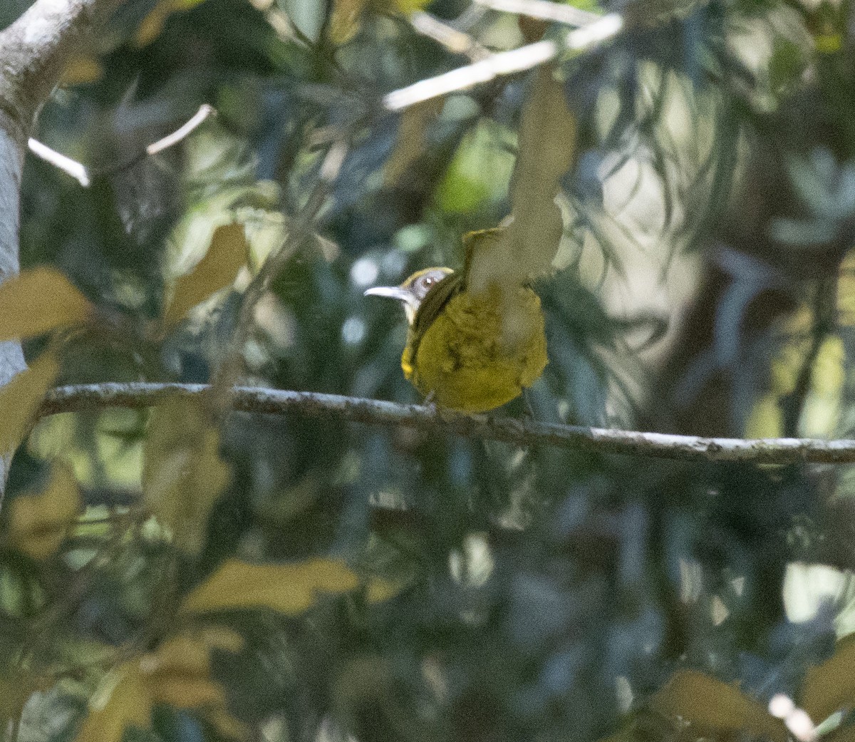 Kır Yanaklı Yaprakbülbülü - ML644685362