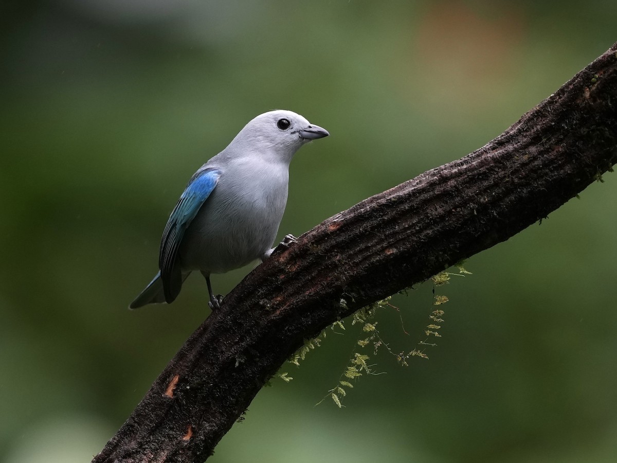 Gökçe Tangara - ML644685364