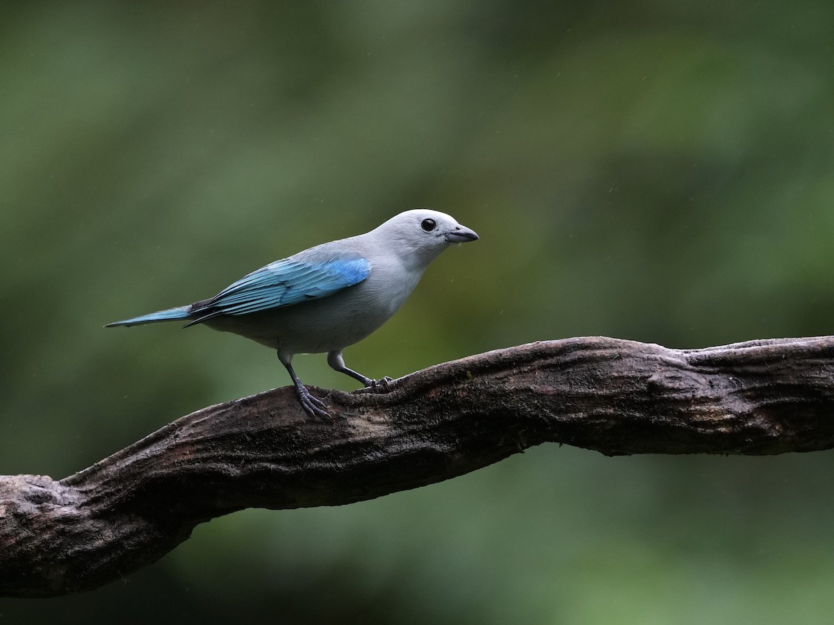 Gökçe Tangara - ML644685365